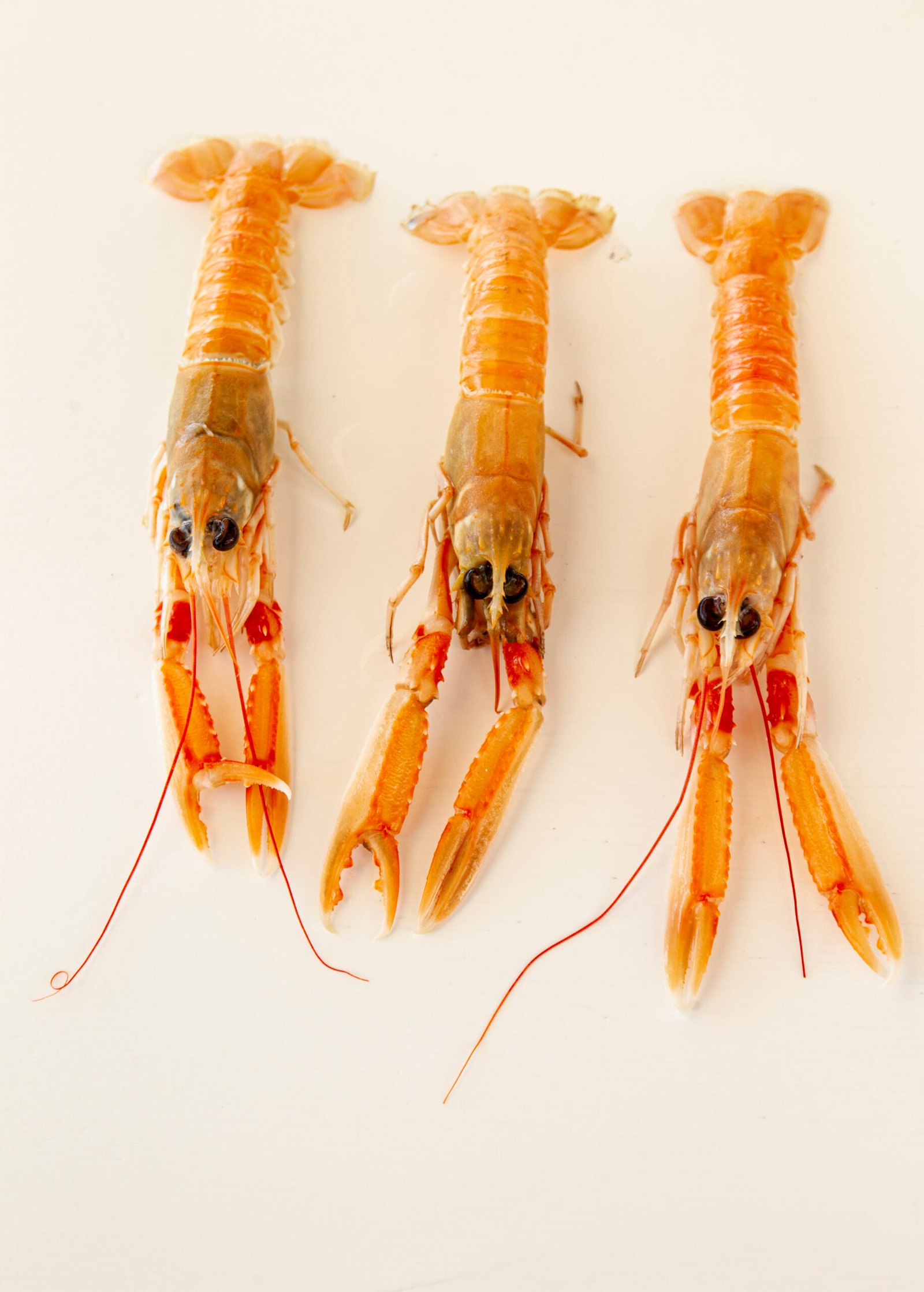 Oxid Torredembarra